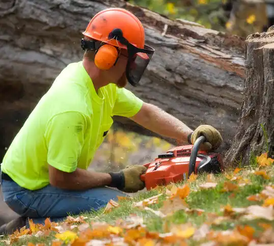 tree services Clear Lake